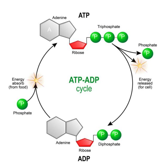 photobiomodulation-nir1000-com